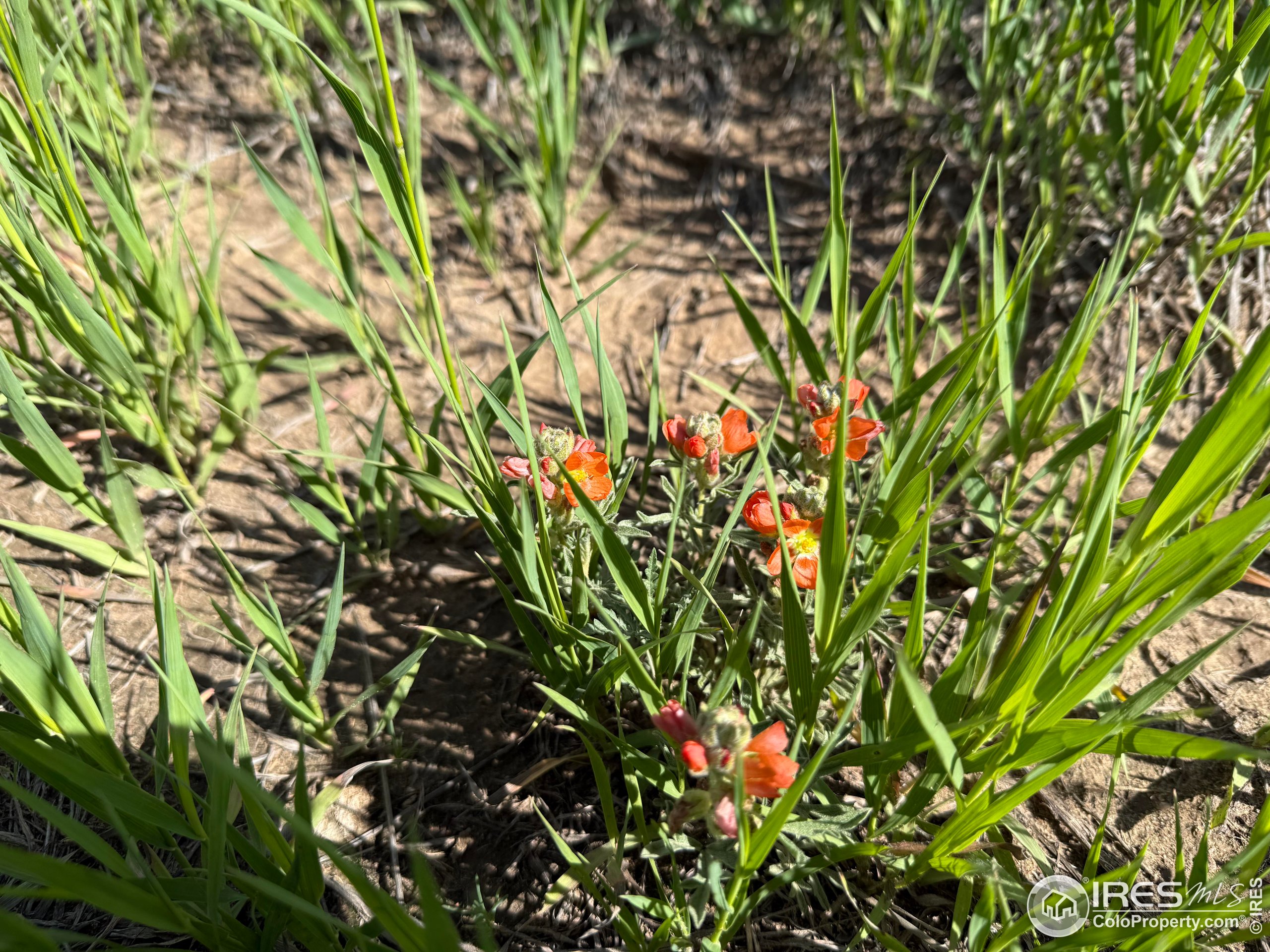 3 Tbd Carr, CO 80612 - Photo 7 of 11