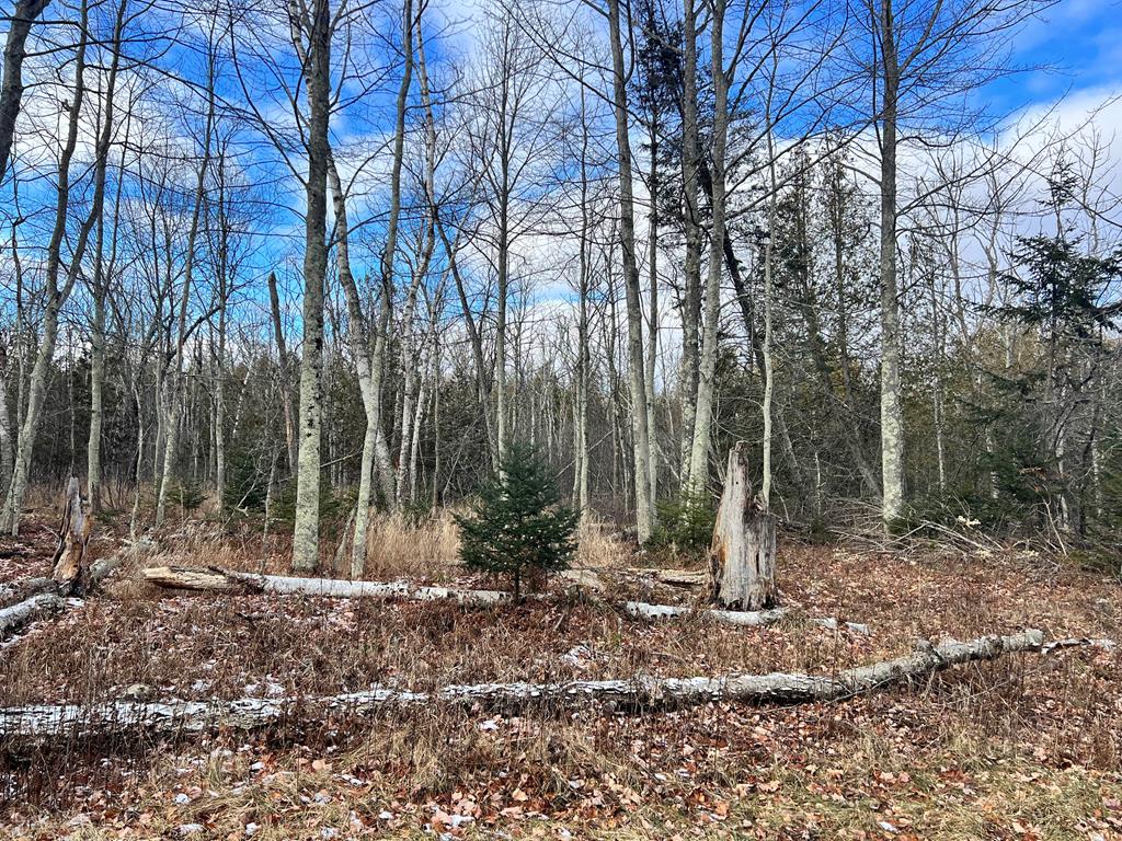 Lake Forest Park Road Sturgeon Bay, WI 54235 - Photo 2 of 8