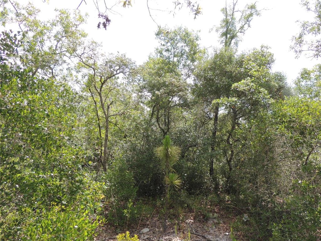 5551 Southwest 103rd Court Cedar Key, FL 32625 - Photo 3 of 7