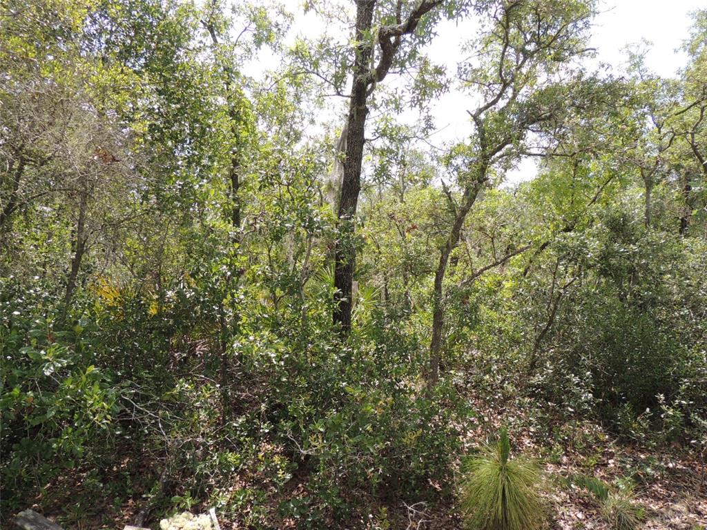 5551 Southwest 103rd Court Cedar Key, FL 32625 - Photo 5 of 7