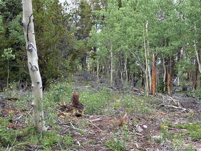 451 Lamb Mountain Road Fairplay, CO 80440 - Photo 13 of 29 a green field with lots of trees