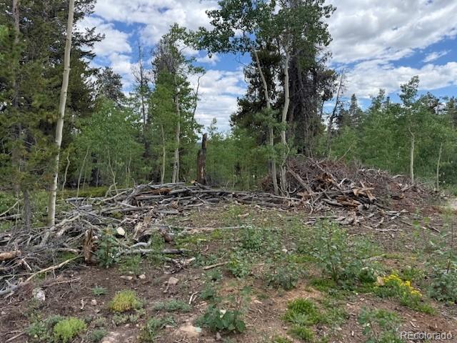 451 Lamb Mountain Road Fairplay, CO 80440 - Photo 5 of 29 a view of a forest filled with trees