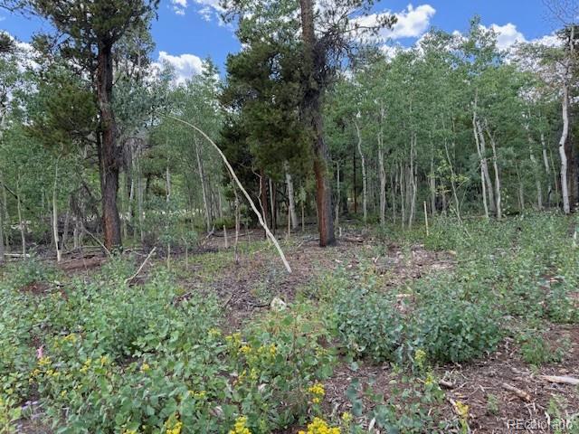 451 Lamb Mountain Road Fairplay, CO 80440 - Photo 6 of 29 a backyard of a house with trees