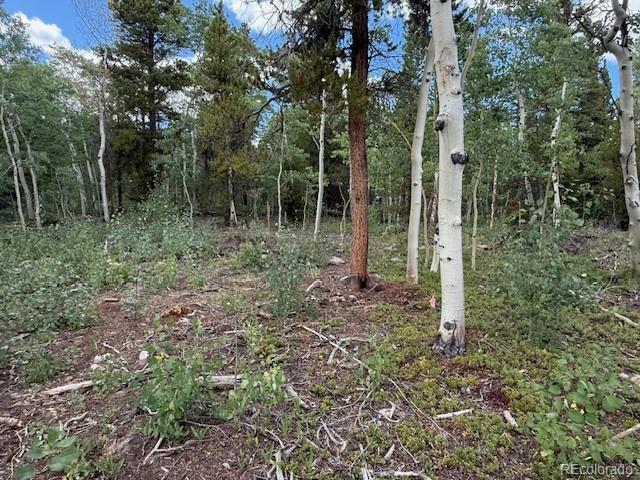 451 Lamb Mountain Road Fairplay, CO 80440 - Photo 9 of 29 a view of a forest