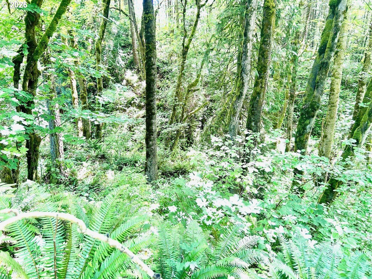 577 Martins Bluff Road Kalama, WA 98625 - Photo 5 of 13