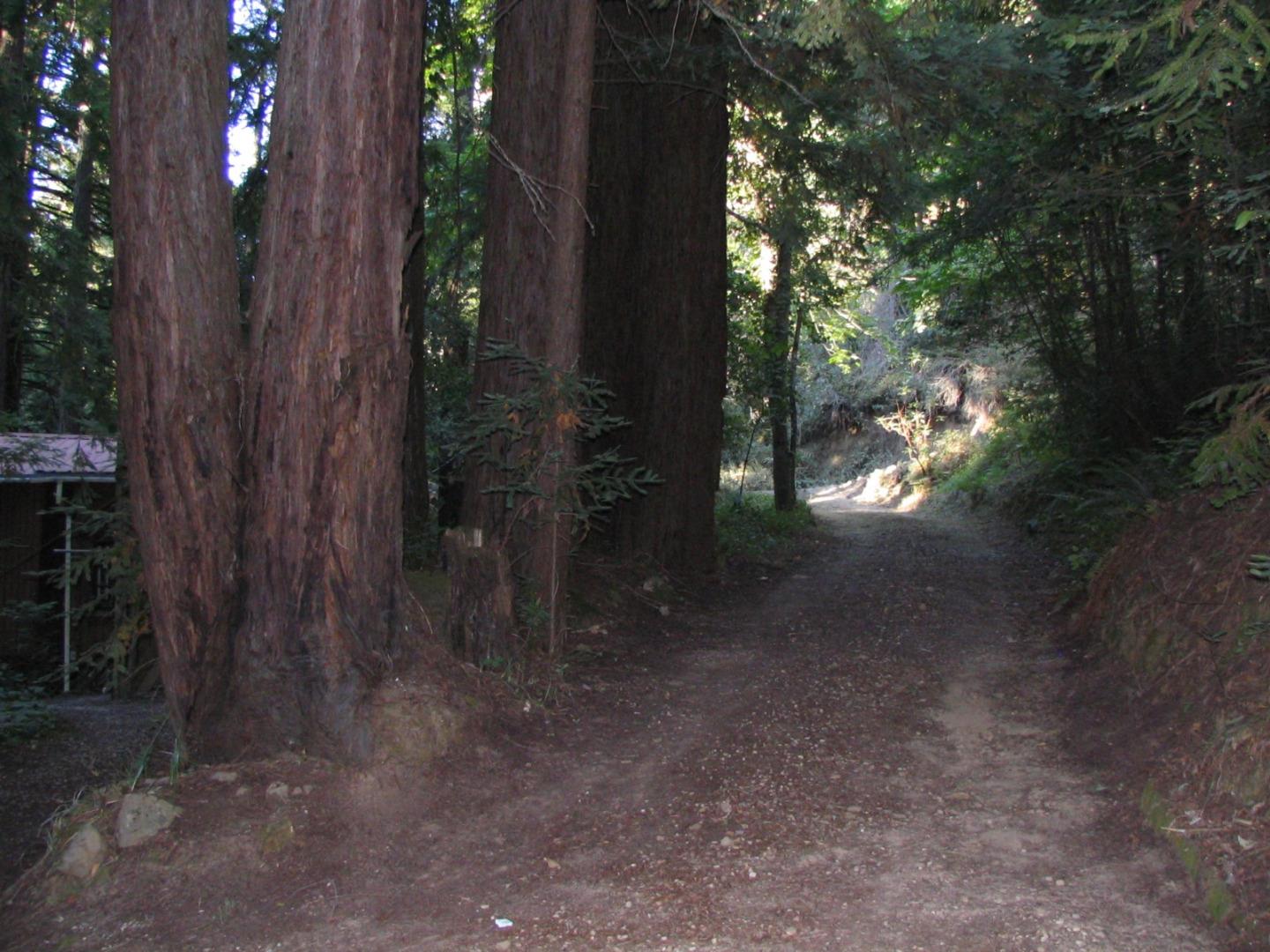 7150 Croy Road Morgan Hill, CA 95037 - Photo 39 of 67 a view of a yard with plants and trees