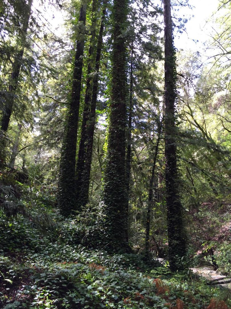 7150 Croy Road Morgan Hill, CA 95037 - Photo 57 of 67 a view of a forest