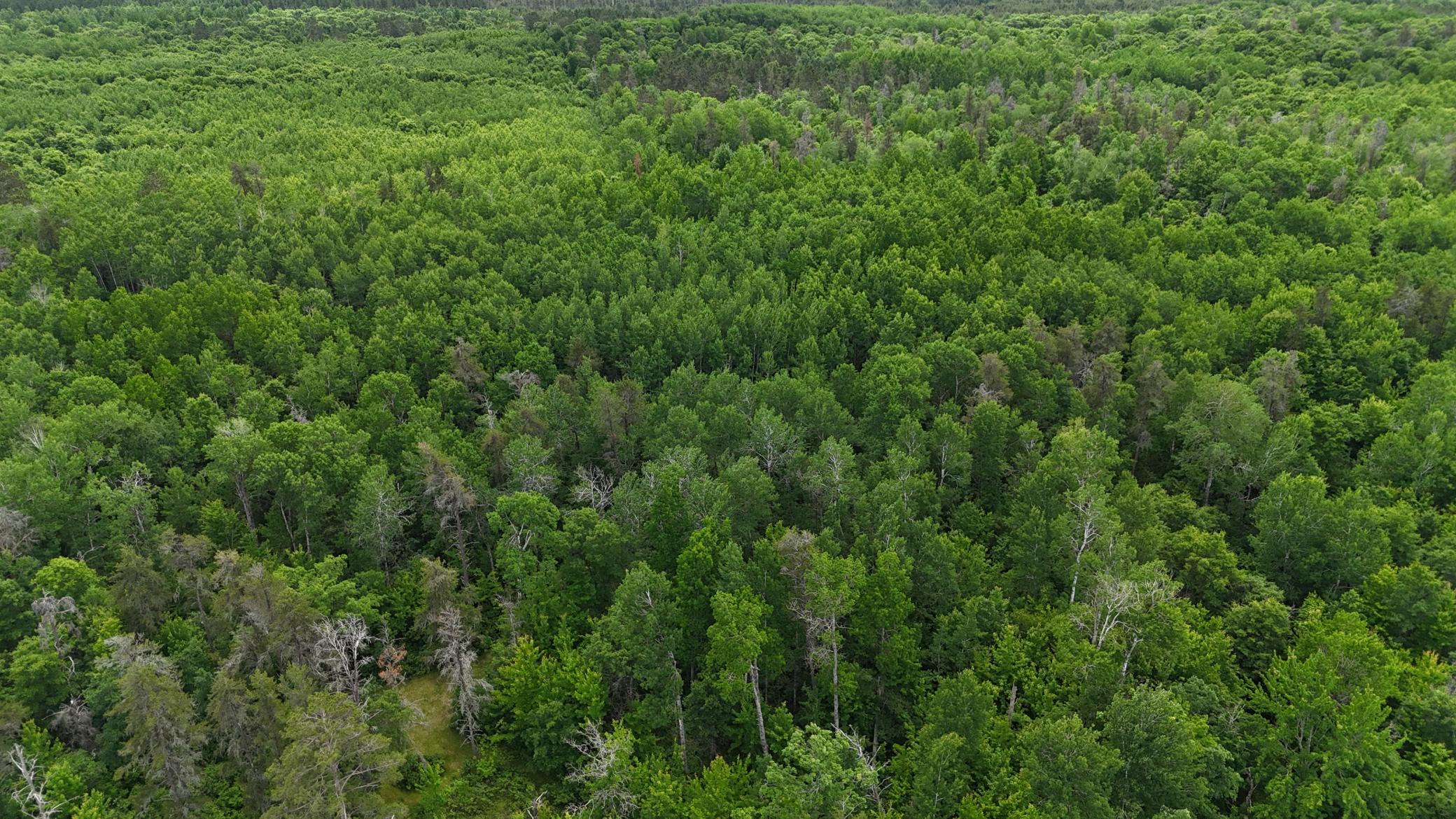 Tbd East Mail Road Gordon, WI 54838 - Photo 7 of 26