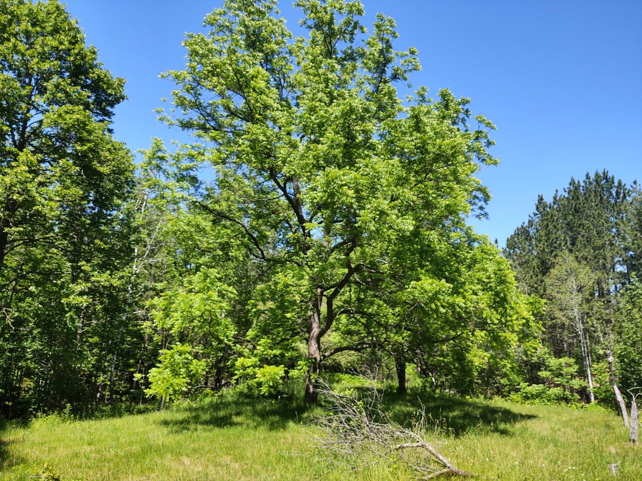 39534 Dyrness Road High Bridge, WI 54846 - Photo 10 of 13 Gallery Image 10