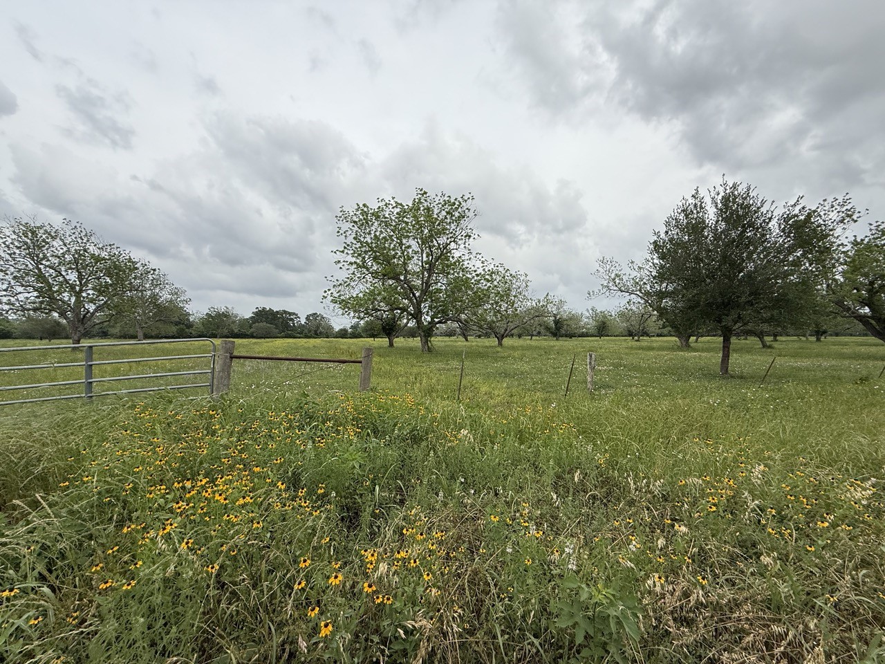 0 Orchard Drive Wharton, TX 77488 - Photo 3 of 8 a view of a green field with wooden fence