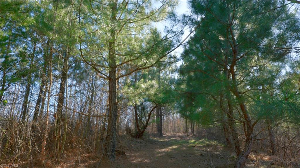 0 Sagebrush Road Ruffin, NC 27326 - Photo 38 of 50 Gallery Image 38