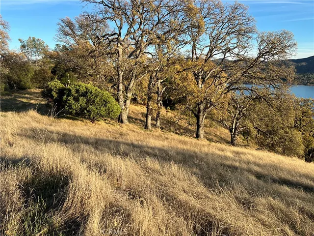 a view of a forest with trees in the background