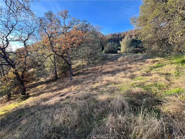 a view of a yard with large trees