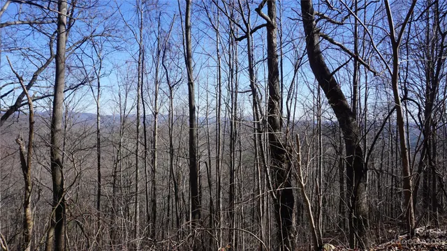 a view of a yard with plants and trees