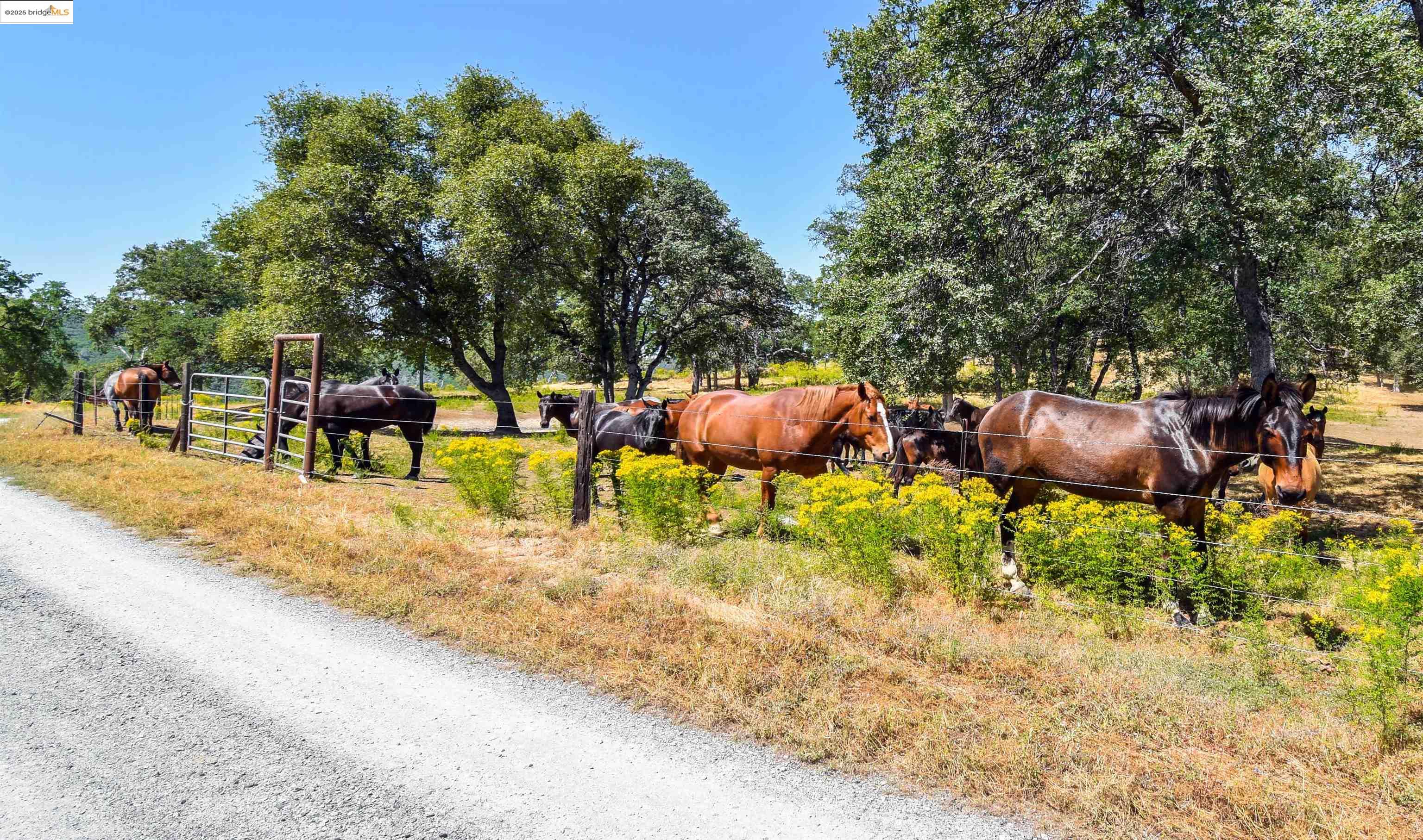26255 Powell Ranch Road Sonora, CA 95370 - Photo 35 of 48 a view of a yard with plants and a bench