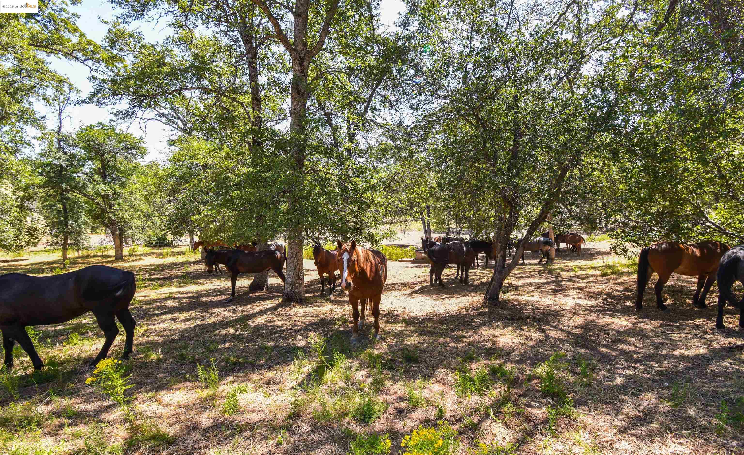 26255 Powell Ranch Road Sonora, CA 95370 - Photo 39 of 48 a ground with lots of trees