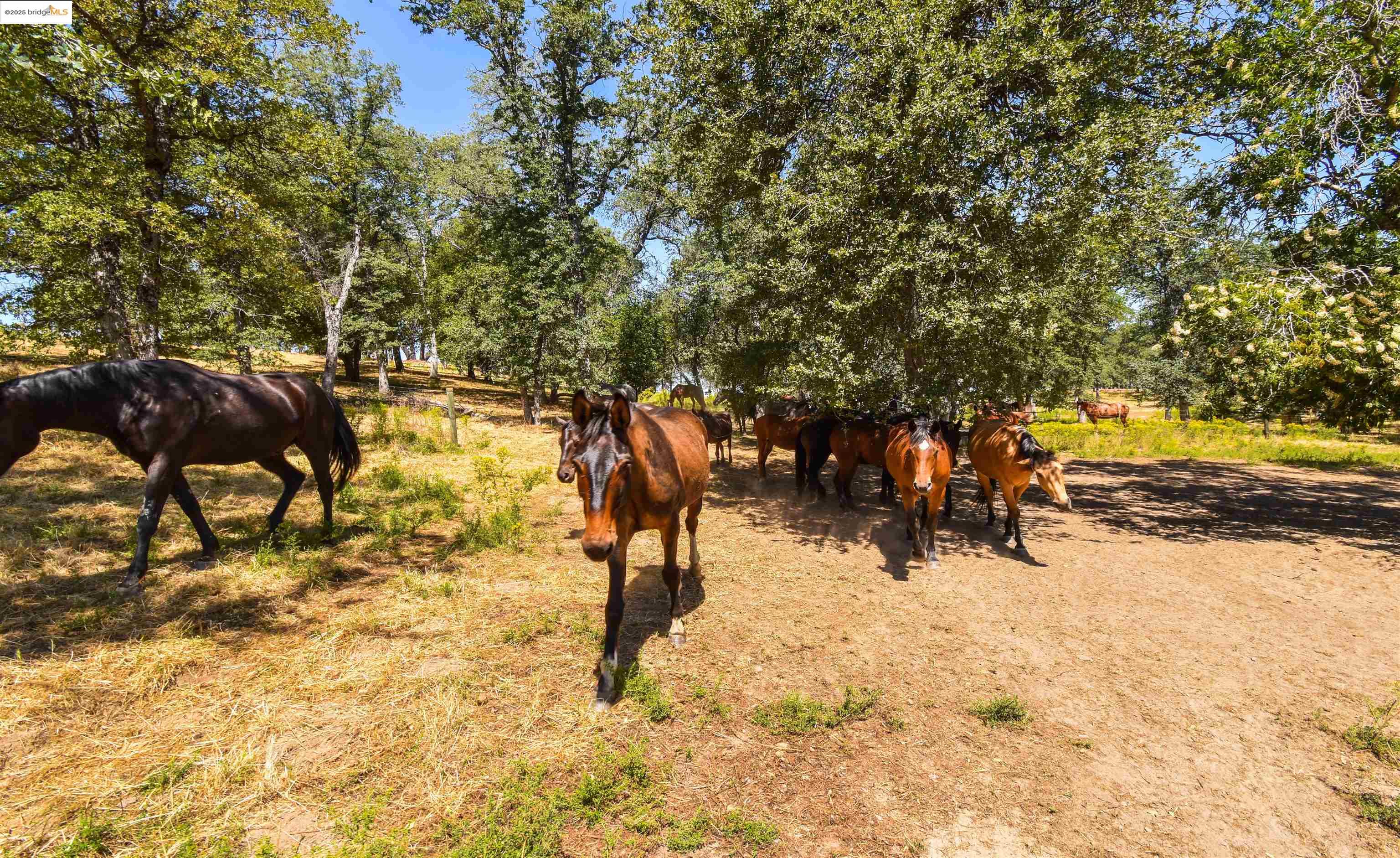 26255 Powell Ranch Road Sonora, CA 95370 - Photo 40 of 48 a view of a yard with snow and trees