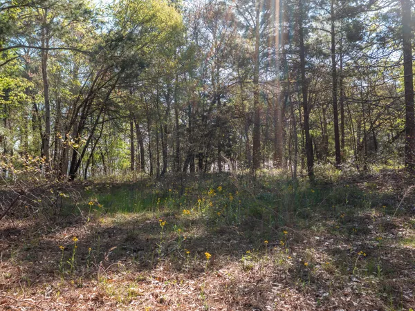 a view of a lake with lots of trees