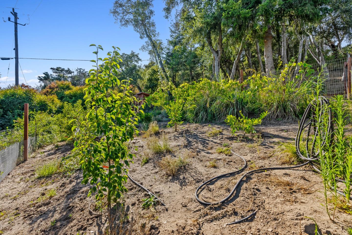 579 San Juan Pass Road Corralitos, CA 95076 - Photo 30 of 56 a backyard of a house with lots of green space