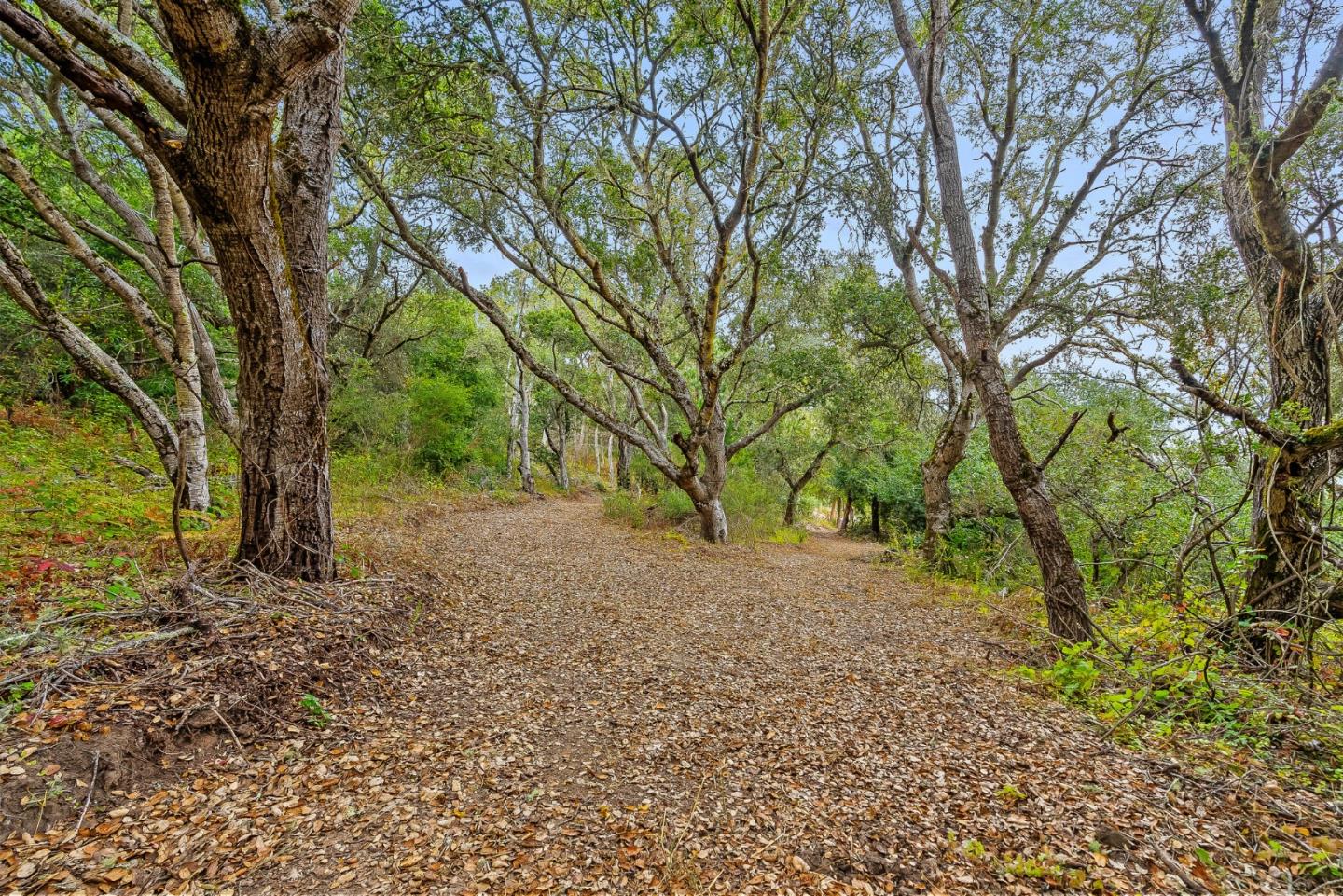 579 San Juan Pass Road Corralitos, CA 95076 - Photo 38 of 56 a view of a tree in the middle of a yard