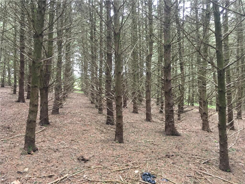 141 Horseshoe Lake Road Bethel, NY 12749 - Photo 13 of 17 Pines