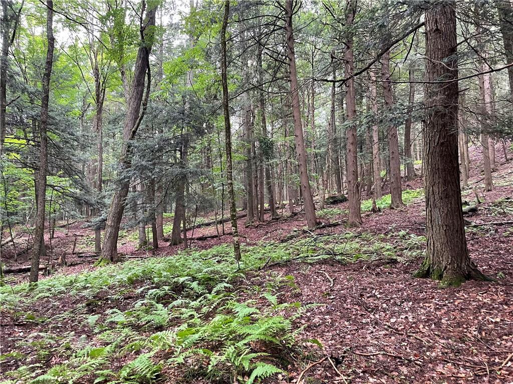 141 Horseshoe Lake Road Bethel, NY 12749 - Photo 8 of 17 View of tree filled area