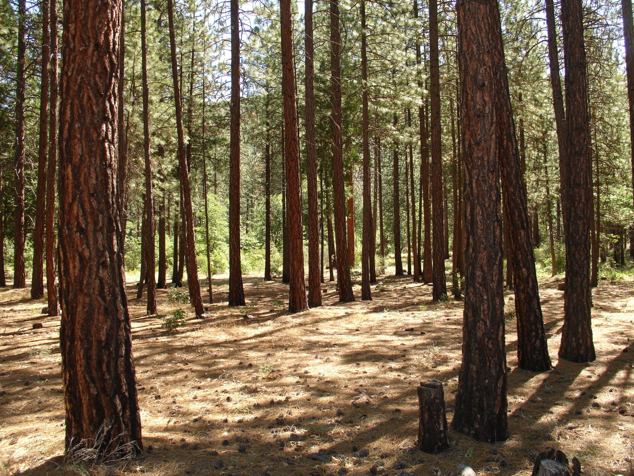 30400 Day Road McArthur, CA 96056 - Photo 6 of 9 a view of outdoor space with trees