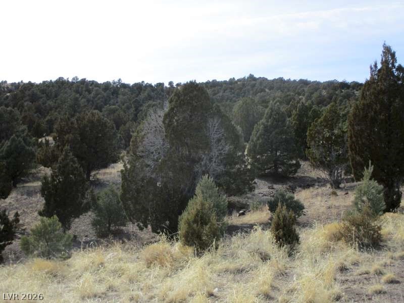322 (13.753 Ac) Pioche, NV 89043 - Photo 9 of 11 View of woods
