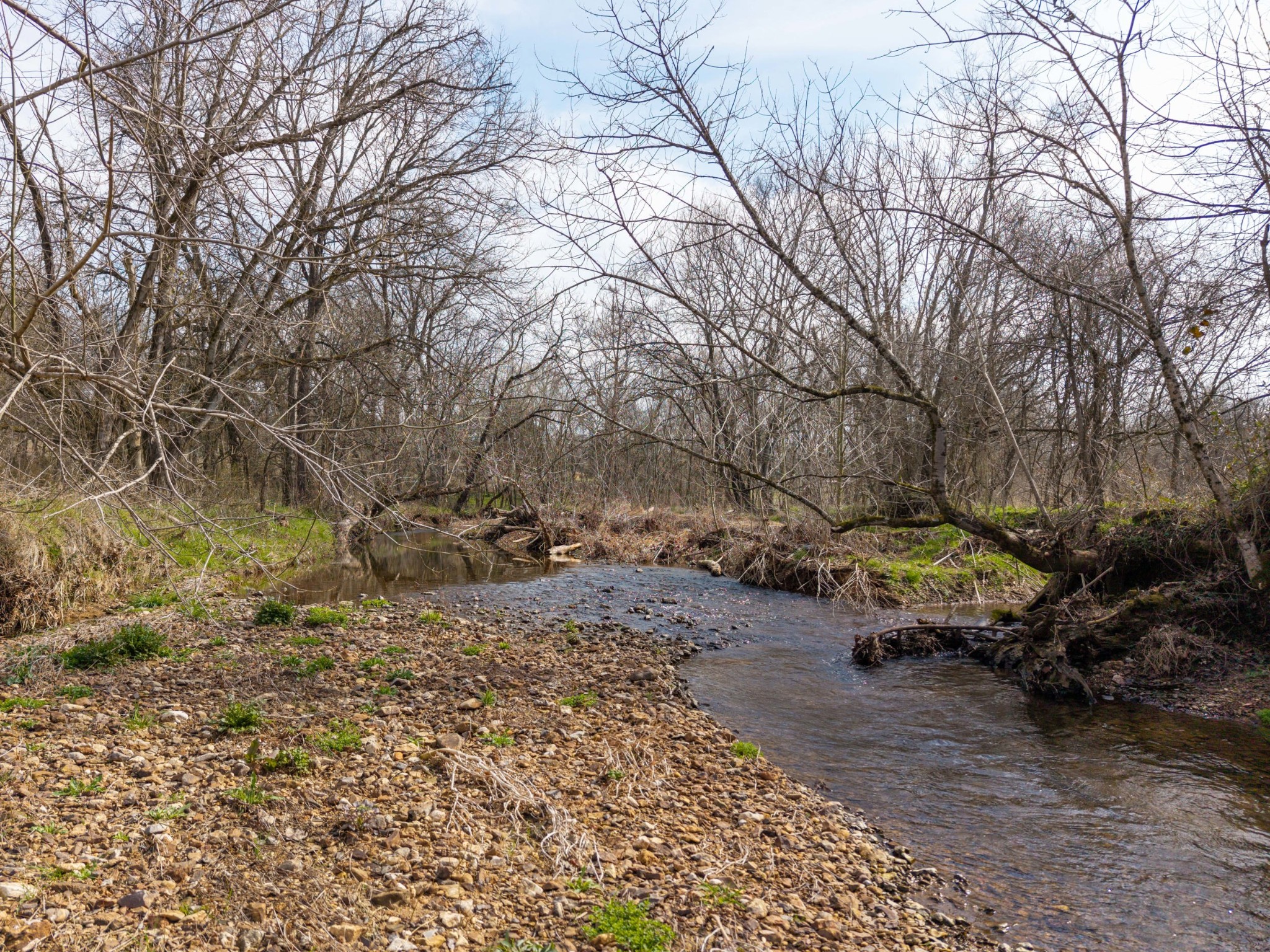 0 Coldwater Creek Road Taft, TN 38488 - Photo 13 of 14 a view of a backyard with large trees