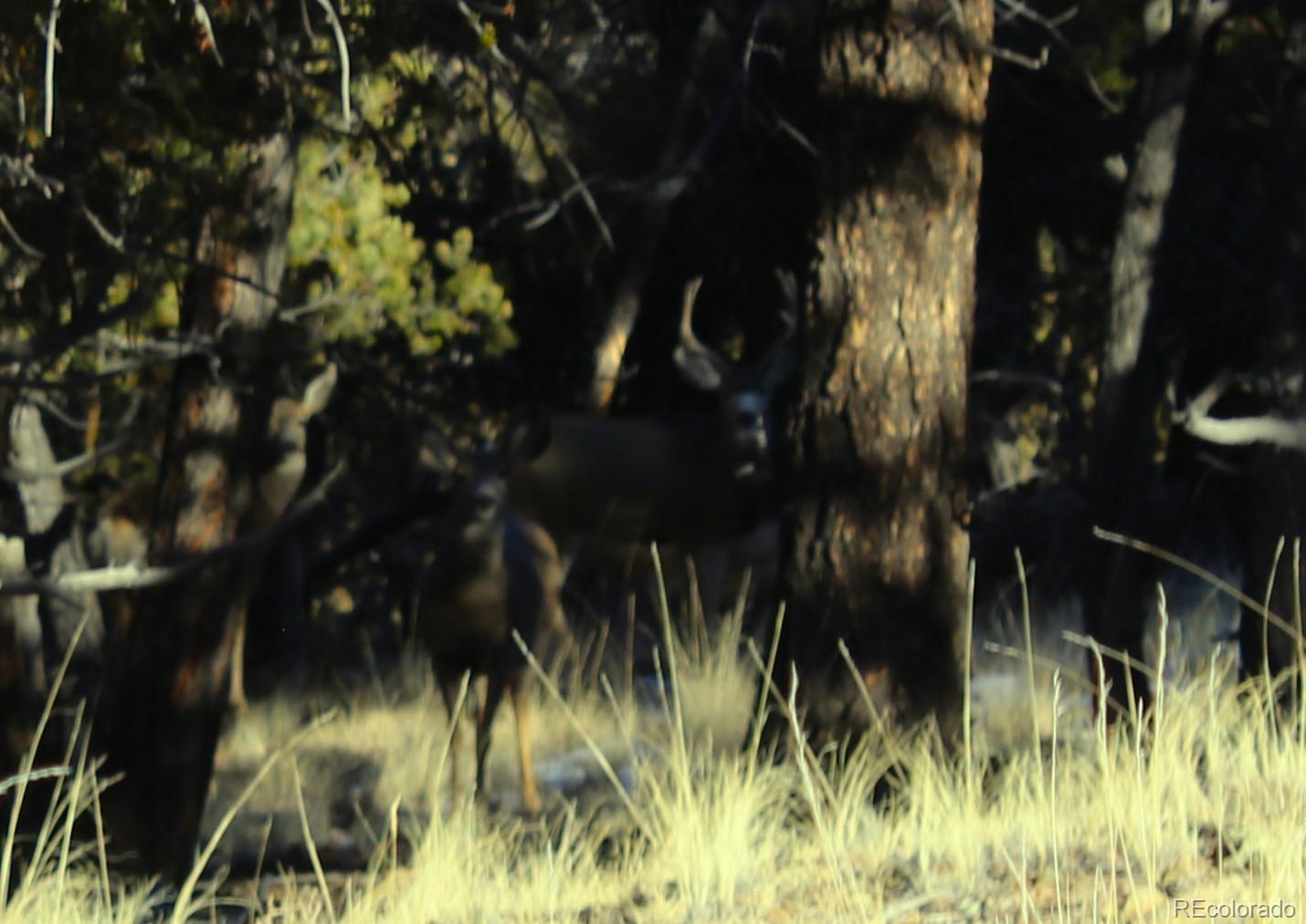 3632 Clear Creek Road Hartsel, CO 80449 - Photo 2 of 6 a view of a yard
