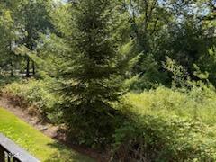 12622 Northwest Barnes Road Portland, OR 97229 - Photo 13 of 22 Greenspace