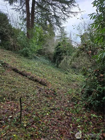 a view of a yard with a tree