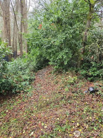 a view of a yard with plants and a small tree