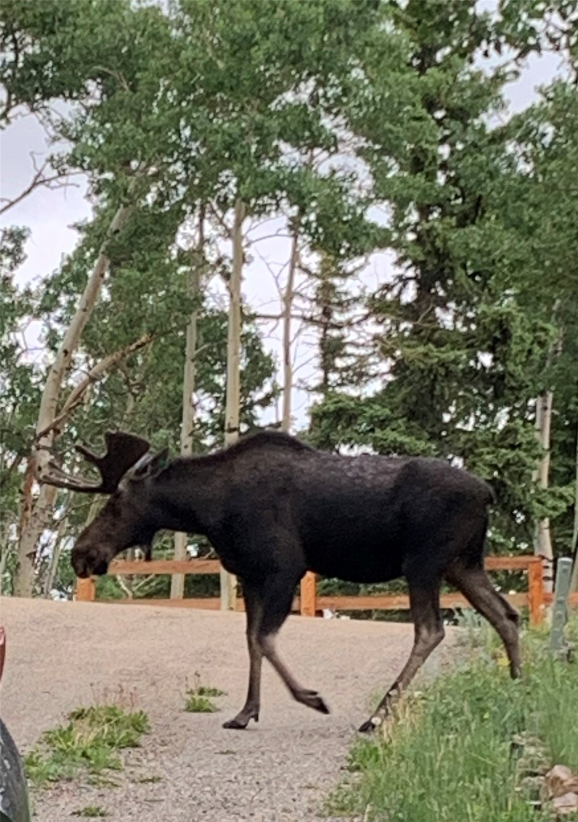 612 Sheep Ridge Road Fairplay, CO 80440 - Photo 41 of 45