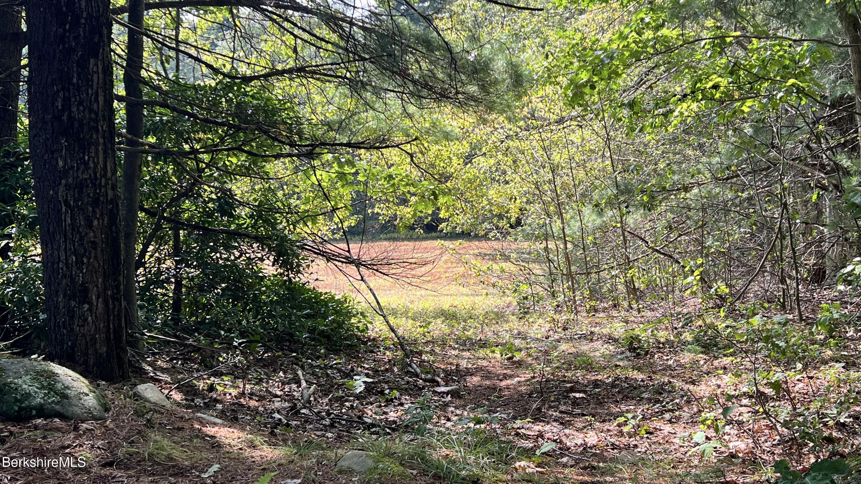 Lot 4-0 Rood Hill Road Sandisfield, MA 01255 - Photo 7 of 22 a view of yard with trees