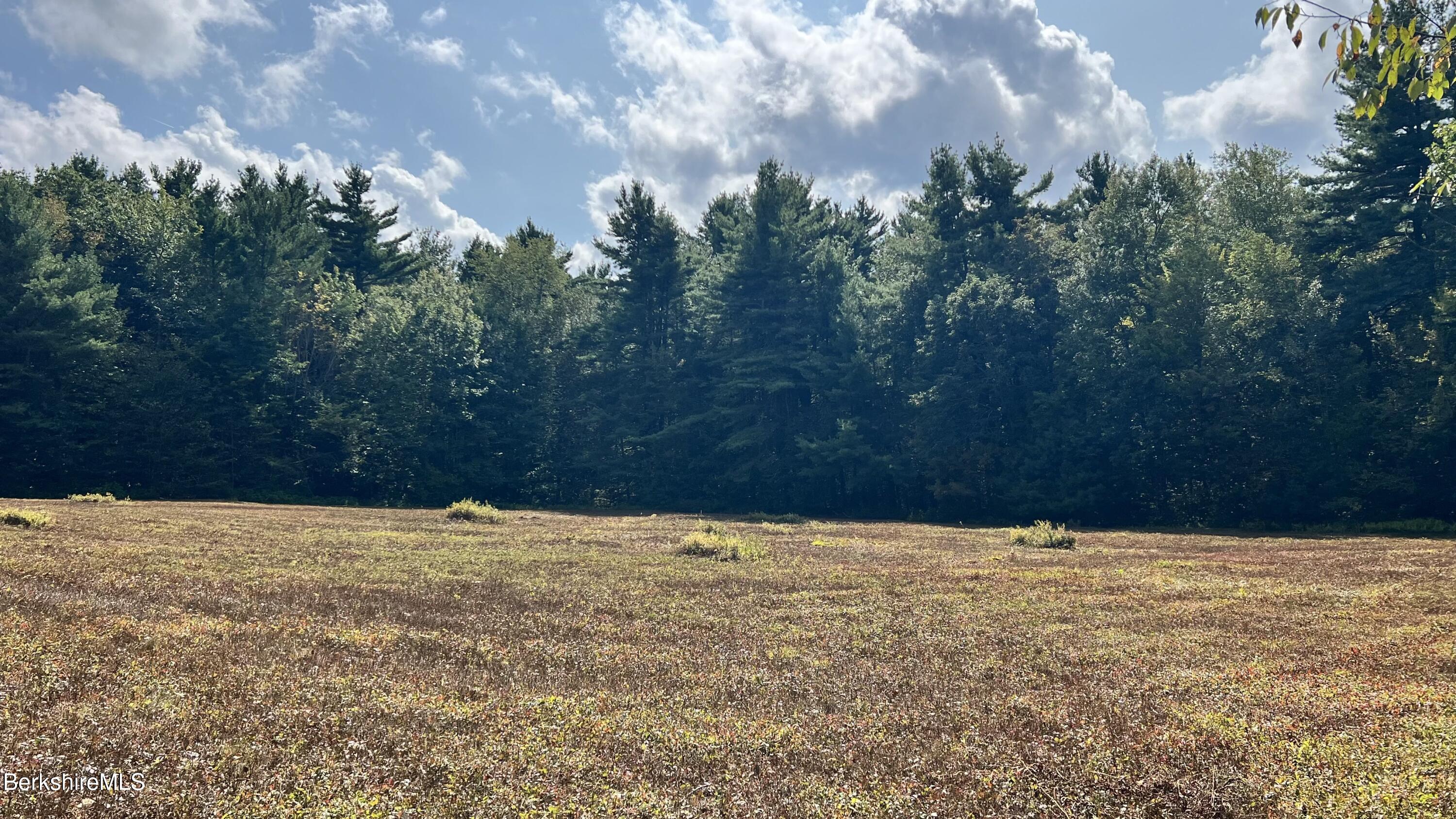 Lot 4-0 Rood Hill Road Sandisfield, MA 01255 - Photo 8 of 22 a view of yard with trees