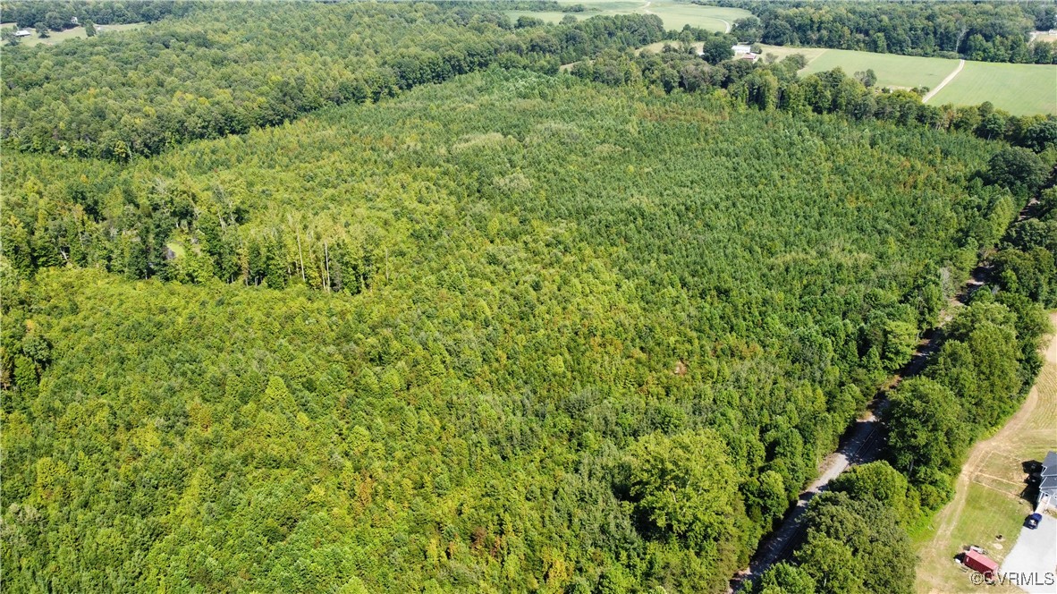 Tbd Hartley Road Beaverdam, VA 23015 - Photo 24 of 28 a view of a lush green forest with lots of trees