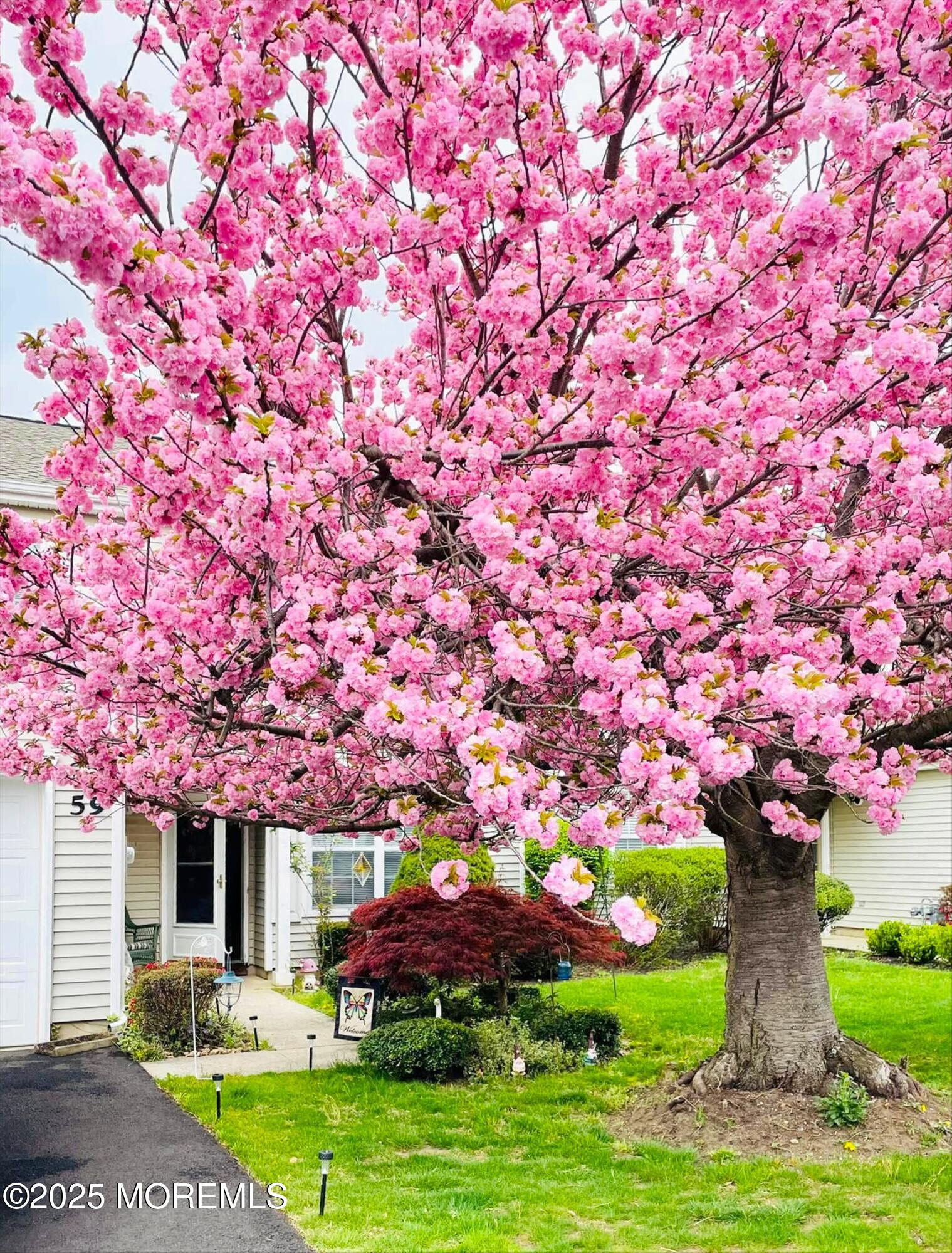 59 Perri Road Freehold, NJ 07728 - Photo 31 of 36 Tree in bloom