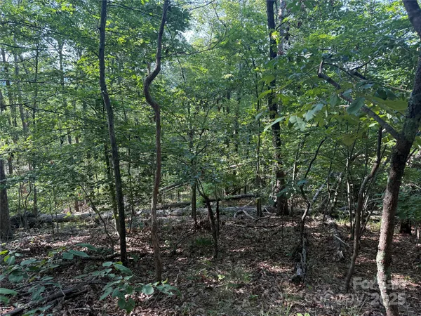 a view of forest