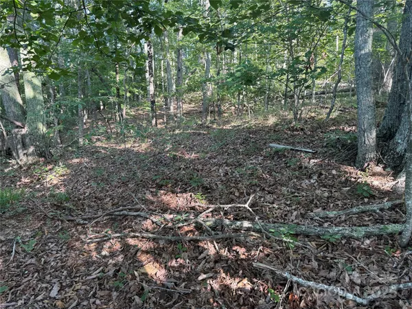 a view of a forest with trees