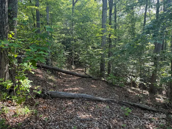 a view of a forest with lots of trees