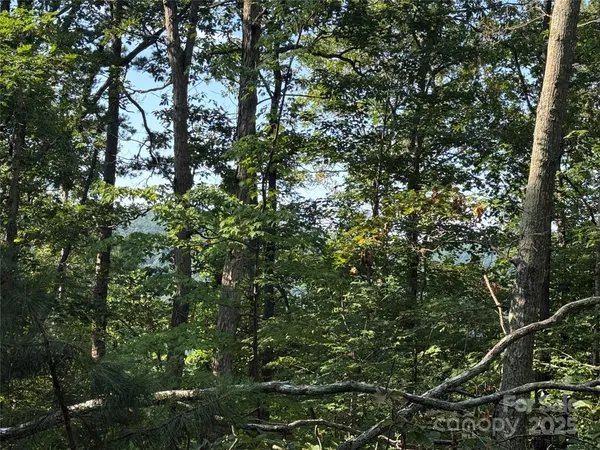a view of a tree