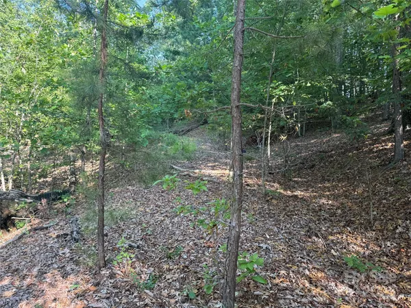 a view of a forest
