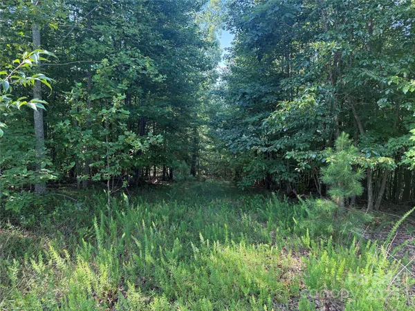 a view of a lush green forest
