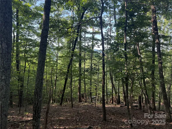 a view of forest