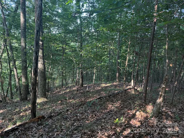 a view of a forest with trees in the background