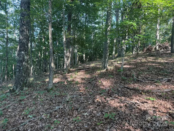 a view of a forest with trees in the background