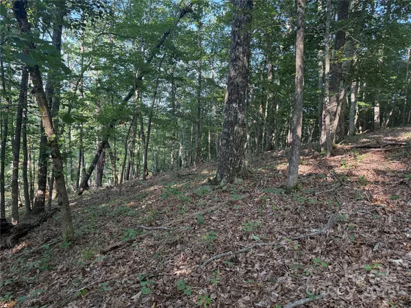 a view of a forest with trees in the background