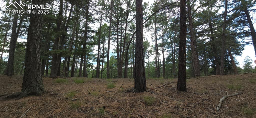 2255 Elk Park Road Larkspur, CO 80118 - Photo 11 of 15 a view of a forest