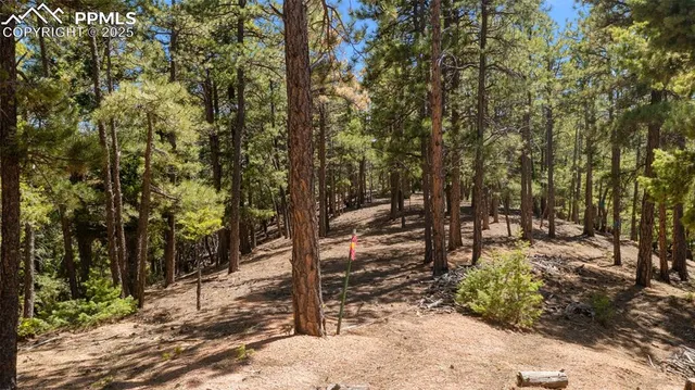 a view of a forest with trees in the background